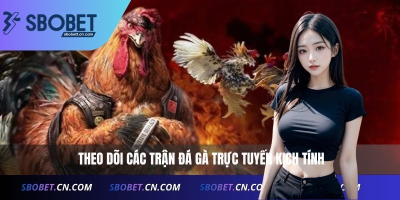 Theo dõi các trận đá gà trực tuyến kịch tính